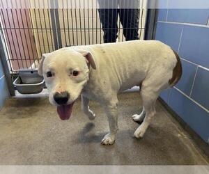 Mutt Dogs for adoption in Norco, CA, USA