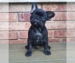Puppy 4 French Bulldog