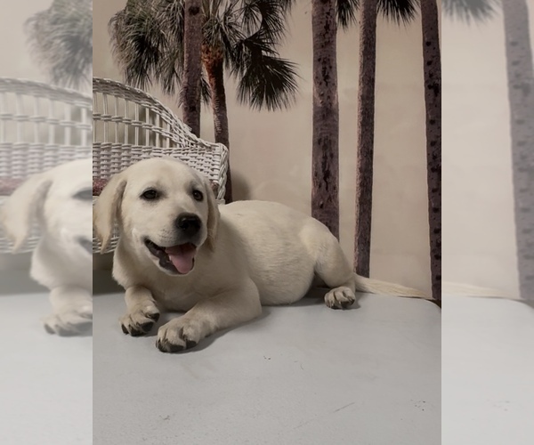 Medium Photo #7 Labrador Retriever Puppy For Sale in SPRINGFIELD, MO, USA
