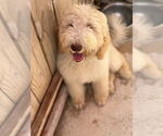 Small #1 Golden Retriever Mix