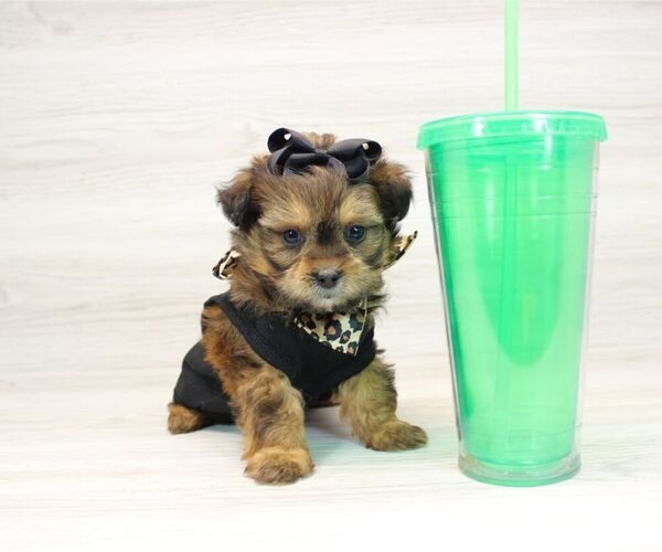 Medium Photo #4 Shorkie Tzu Puppy For Sale in LAS VEGAS, NV, USA