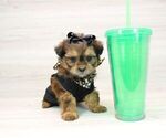 Small Photo #4 Shorkie Tzu Puppy For Sale in LAS VEGAS, NV, USA
