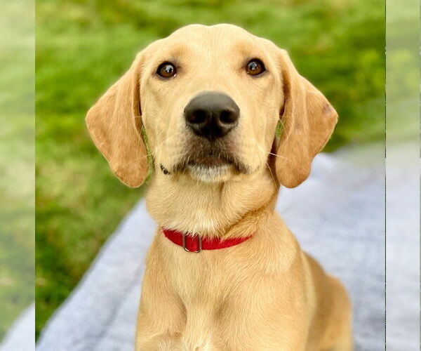 Medium Photo #5 Labrador Retriever-Unknown Mix Puppy For Sale in Canton, CT, USA