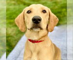 Small #4 Labrador Retriever Mix