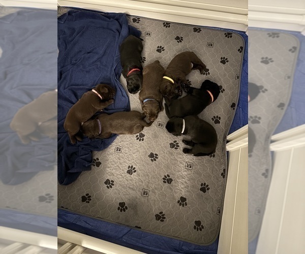 Medium Photo #6 Labrador Retriever Puppy For Sale in LEMON GROVE, CA, USA