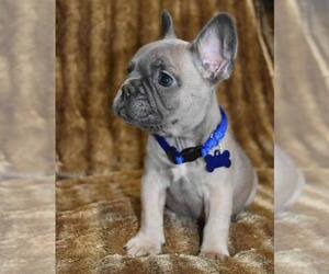 French Bulldog Puppy for sale in WACO, TX, USA