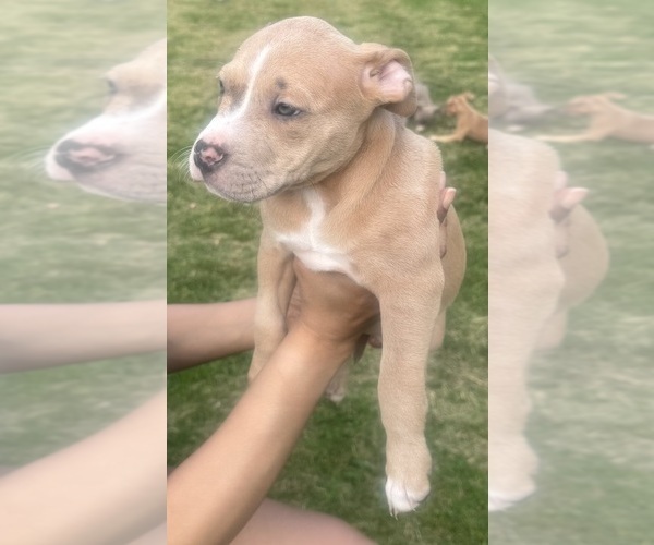 Medium Photo #26 American Bully Puppy For Sale in LAKE STATION, IN, USA