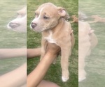 Small Photo #26 American Bully Puppy For Sale in LAKE STATION, IN, USA