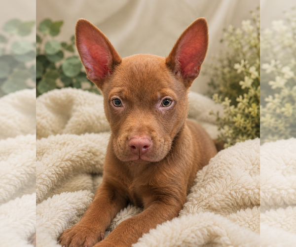 Medium Photo #3 American Pit Bull Terrier-Unknown Mix Puppy For Sale in Phoenix, AZ, USA