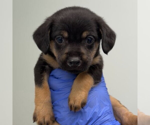 Medium Photo #1 - Mix Puppy For Sale in Chico, CA, USA