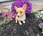 Small Photo #48 Pembroke Welsh Corgi Puppy For Sale in SHILOH, OH, USA