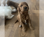 Small Photo #5 Goldendoodle Puppy For Sale in NEW LENOX, IL, USA