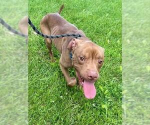 American Pit Bull Terrier Dogs for adoption in Derwood, MD, USA
