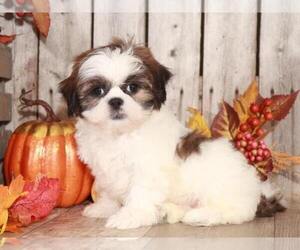 Shih Tzu Puppy for sale in MOUNT VERNON, OH, USA