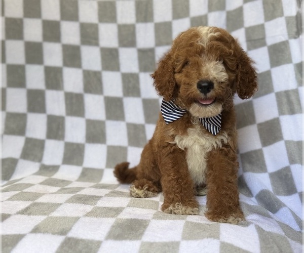 Medium Photo #7 Goldendoodle (Miniature) Puppy For Sale in LAKELAND, FL, USA