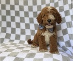 Cosmo - Male Goldendoodle (Miniature) Puppy for Sale - Photo #7