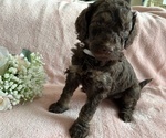 Puppy Fancy Poodle (Standard)