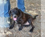 Salem - Female Labrador Retriever-Unknown Mix Dog for Adoption - Small photo