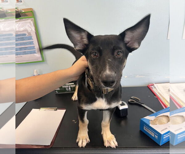 Medium Photo #1 Basset Hound-Miniature Pinscher Mix Puppy For Sale in Chico, CA, USA