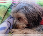 Small #2 Doxiepoo (Miniature)