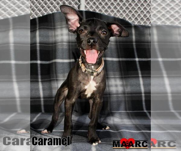 Medium Photo #1 Boston Huahua Puppy For Sale in Maryville, TN, USA