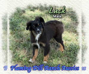 Miniature Australian Shepherd Puppy for sale in FORESTBURG, TX, USA