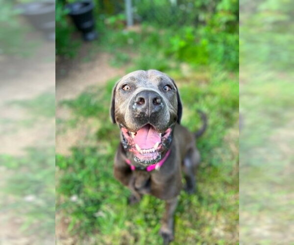 Medium Photo #6 Mastiff-Unknown Mix Puppy For Sale in New York, NY, USA