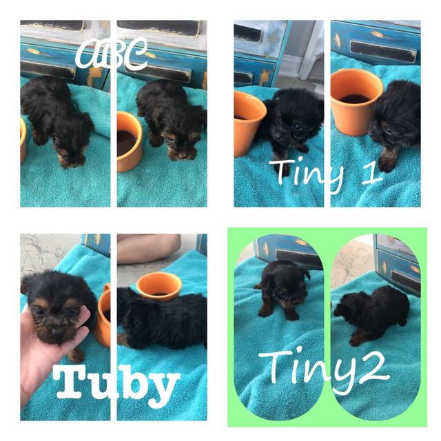 Medium Photo #1 Yorkshire Terrier Puppy For Sale in POPLARVILLE, MS, USA