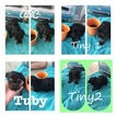 Small Photo #1 Yorkshire Terrier Puppy For Sale in POPLARVILLE, MS, USA