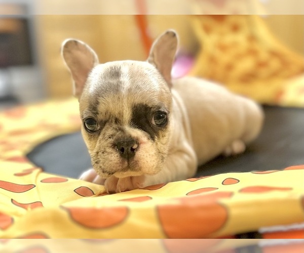 Medium Photo #1 French Bulldog Puppy For Sale in BEVERLY HILLS, CA, USA