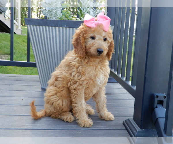 Medium Photo #2 Goldendoodle (Miniature) Puppy For Sale in MILLERSBURG, OH, USA