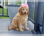 Small #1 Goldendoodle (Miniature)
