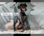 Small #7 Doberman Pinscher