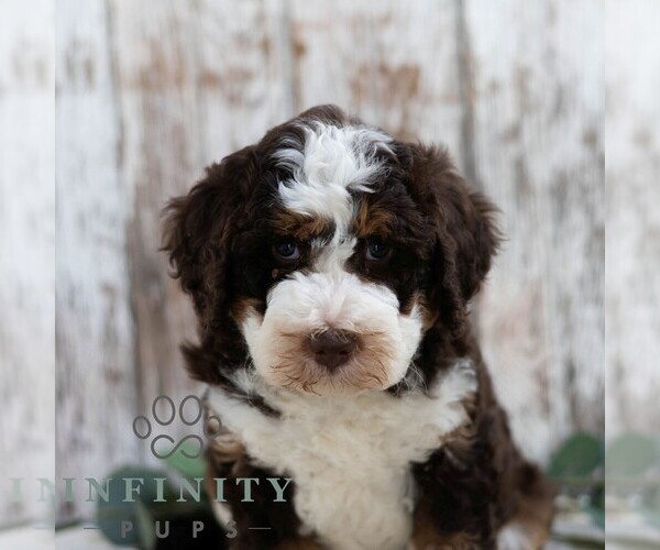 Medium Photo #1 Bernedoodle (Miniature) Puppy For Sale in SUNBURY, PA, USA