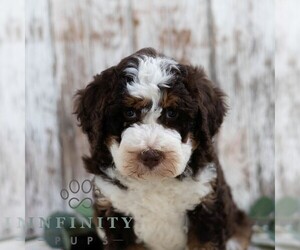 Bernedoodle (Miniature) Puppy for sale in SUNBURY, PA, USA