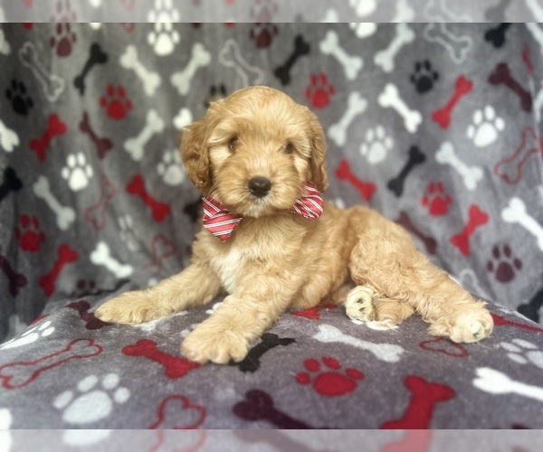 Medium Photo #6 Cavapoo Puppy For Sale in LAKELAND, FL, USA