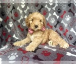 Small #5 Cavapoo