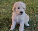 Small Photo #7 Goldendoodle Puppy For Sale in RIO RANCHO, NM, USA