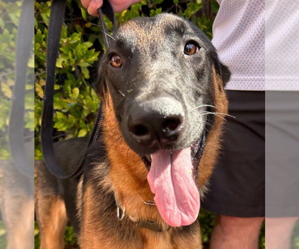 Medium Photo #13 German Shepherd Dog-Unknown Mix Puppy For Sale in Lake Forest, CA, USA