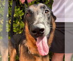 Small #12 German Shepherd Dog Mix