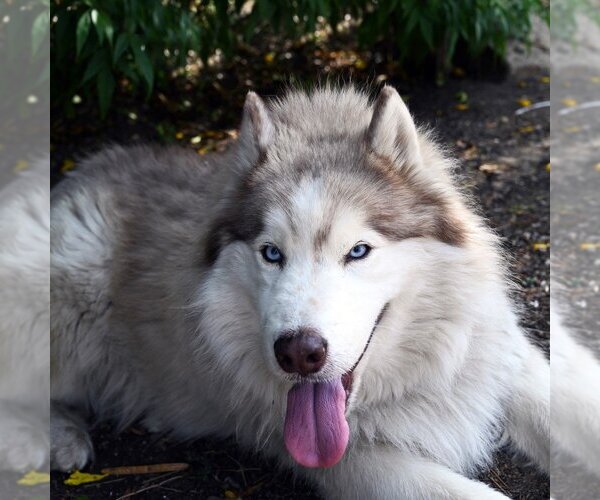 Medium Photo #4 - Mix Puppy For Sale in San Diego, CA, USA