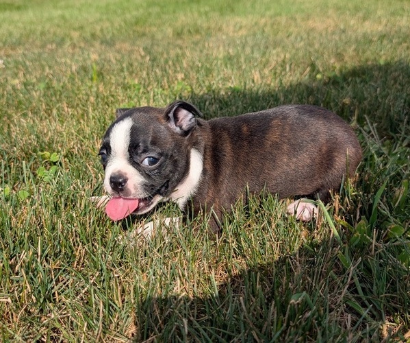 Medium Photo #10 Boston Terrier Puppy For Sale in GOSHEN, IN, USA