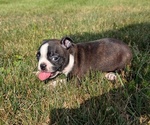 Small #9 Boston Terrier