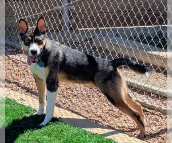 Medium Photo #2 Huskies -Unknown Mix Puppy For Sale in Plano, TX, USA