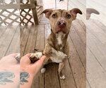 Small #1 Mutt