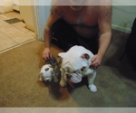 Small Photo #16 English Bulldog Puppy For Sale in HAMILTON, OH, USA
