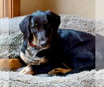 Small Photo #4 Mutt Puppy For Sale in Canton, CT, USA