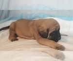 Small Photo #33 Mastiff Puppy For Sale in FULTON, NY, USA