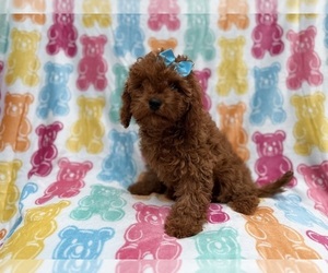 Cavapoo (Miniature) Puppy for sale in LAKELAND, FL, USA