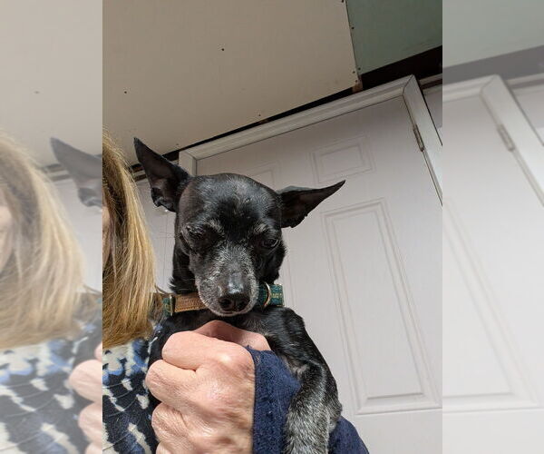 Medium Photo #2 Chihuahua Puppy For Sale in Caldwell, NJ, USA